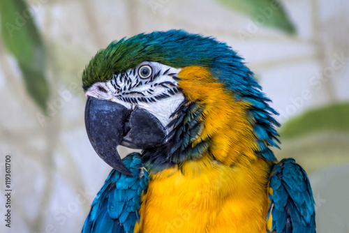A Stunningly Detailed CloseUp of a Vibrant Macaw, Showcasing Its Beautiful Feathers and Colors