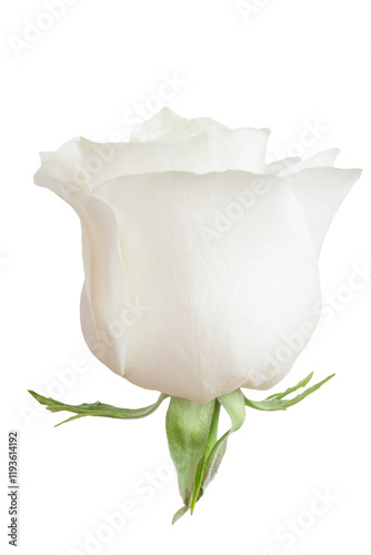 Close-Up of Elegant White Rose With Soft Details and Depth