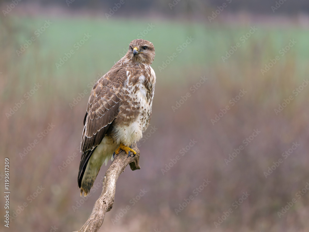 Common buzzard, Buteo buteo