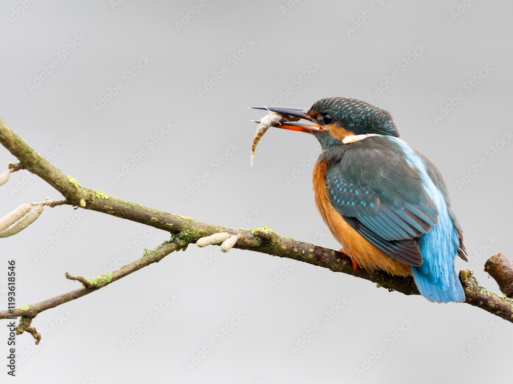 Fototapeta premium Kingfisher, Alcedo atthis