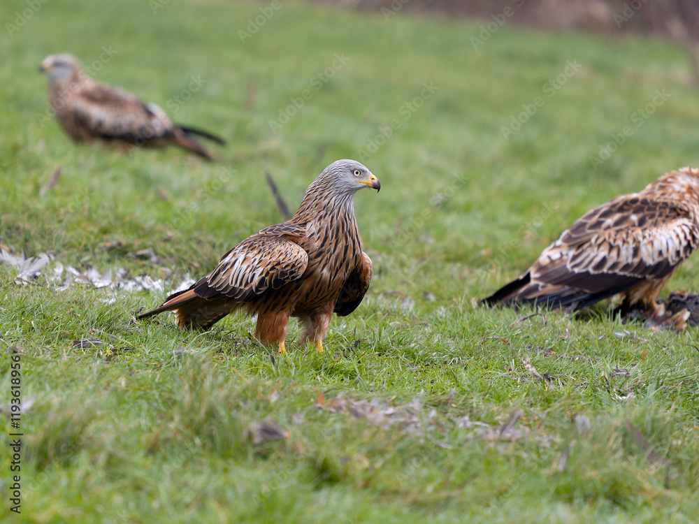 Fototapeta premium Red kite, Milvus milvus