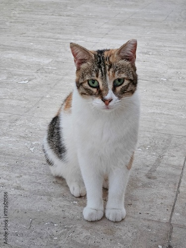 Stray cats in Turkey. They are so cute and cuddly.