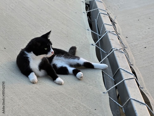 Stray cats in Turkey. They are so cute and cuddly.