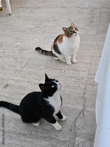 Stray cats in Turkey. They are so cute and cuddly.