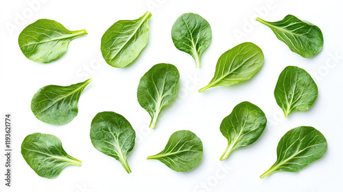 Green raw lettuce food plant leaves isolated on white background. vegetarian vegetable salad, natural vegan diet with vitamins and health, closeup freshness.