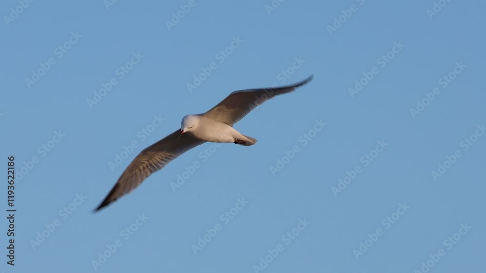 Gaviota de Audouin Ichthyaetus audouinii vuela contra el viento durante el amanecer en la costa de Alicante, España Gaviota de Audouin Ichthyaetus audouinii vuela contra el viento durante el amanecer en la costa de Alicante, España