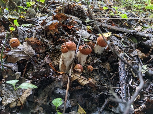 Canvastavla Young family of mushrooms Leccinum albostipitatum in a damp autumn forest