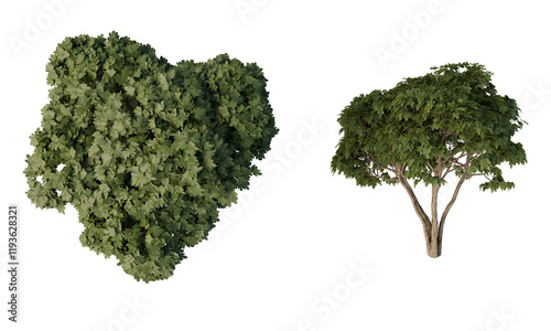 Ficus carica - Top view, Front view, transparent background, png, 3d rendering