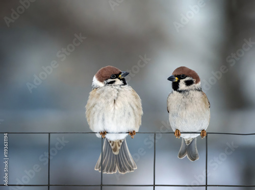 two birds sparrows sitting on a chain link fence in a winter garden