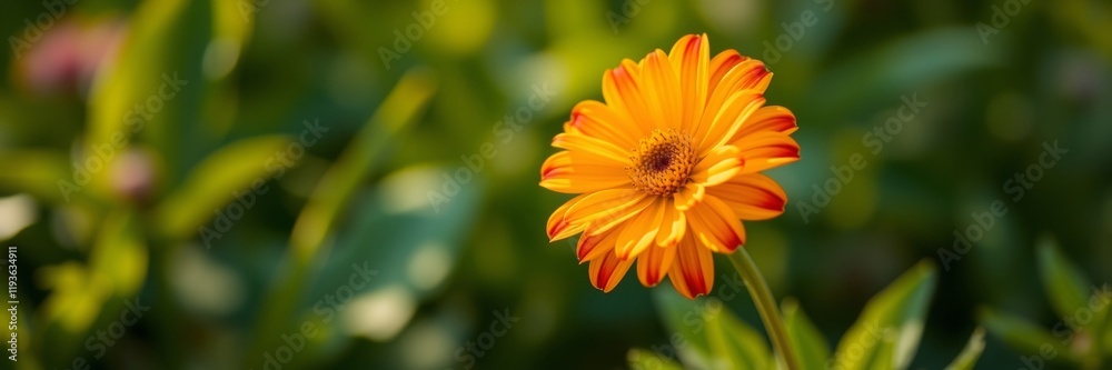 Vibrant orange flower with yellow petals showcasing intricate details and textures surrounded by lush green foliage conveying a sense of warmth and beauty Vibrant orange flower with yellow petals showcasing intricate details and textures surrounded by lush green foliage conveying a sense of warmth and beauty