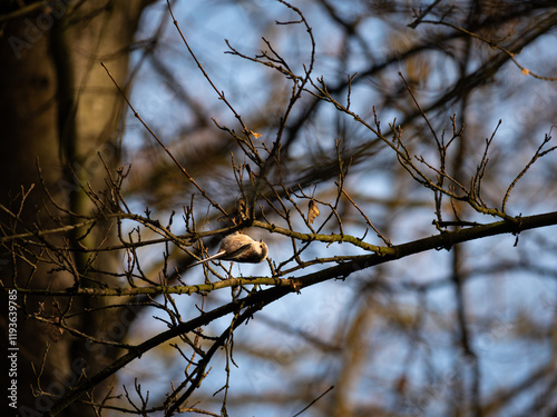 Schwanzmeise im Baum  photo