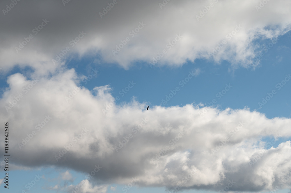 Vulture flying in a Canyon Vulture flying in a Canyon
