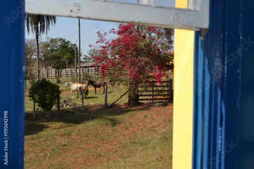 Horses grazing near a blooming tree viewed from a rustic window photo