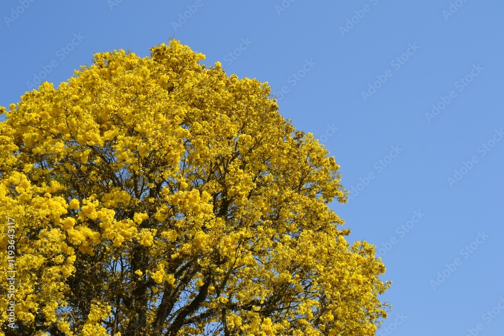 Vibrant yellow flowering tree against a clear blue sky Vibrant yellow flowering tree against a clear blue sky