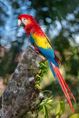 The scarlet macaw (Ara macao) is a large yellow, red and blue Neotropical parrot native to humid evergreen forests of the Americas. Two parrots. Sitting on the branch. photo