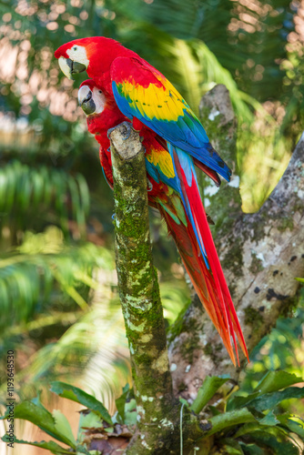 The scarlet macaw (Ara macao) is a large yellow, red and blue Neotropical parrot native to humid evergreen forests of the Americas. Two parrots. Sitting on the branch. photo