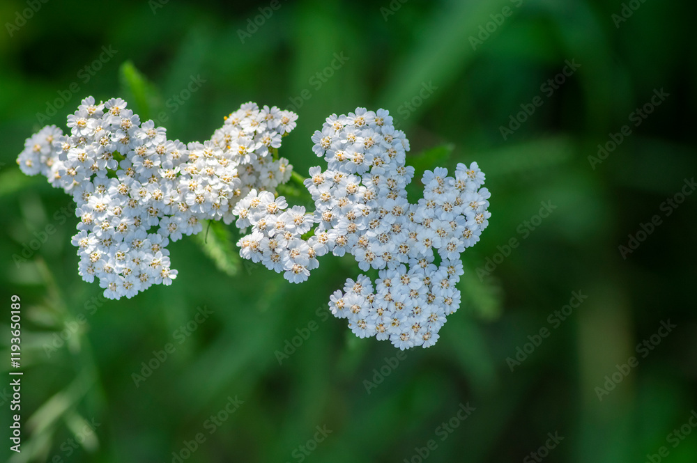 Achillea millefolium common yarrow flowers in bloom, beautiful wild flowering plant on the meadow