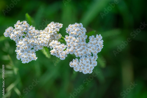 Obraz na płótnie Achillea millefolium common yarrow flowers in bloom, beautiful wild flowering plant on the meadow w salonie