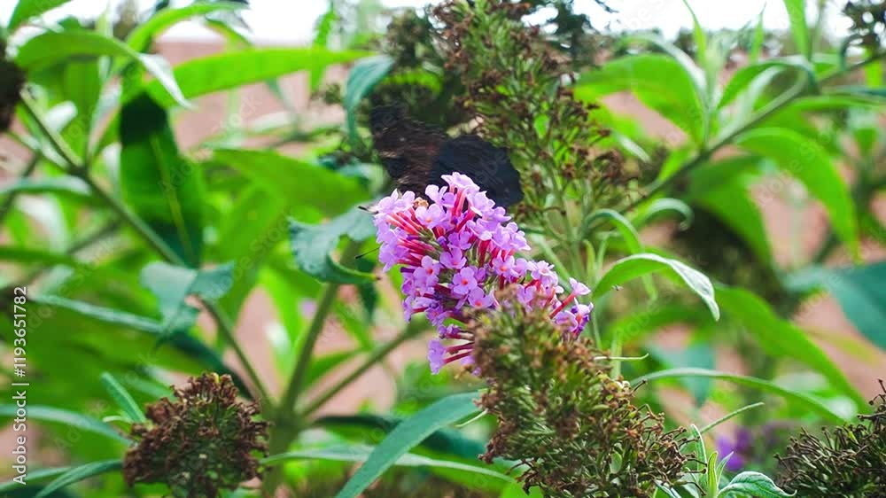 butterfly peacock on the blossom of a schmetterling bush, Buddleja davidii.Czech