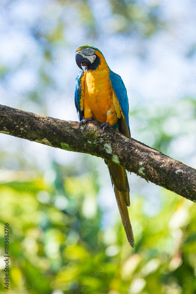 Blue and yellow macaw (Ara ararauna), also known as the Blue-and-gold Macaw sitting in tree. Blue and yellow macaw (Ara ararauna), also known as the Blue-and-gold Macaw sitting in tree.