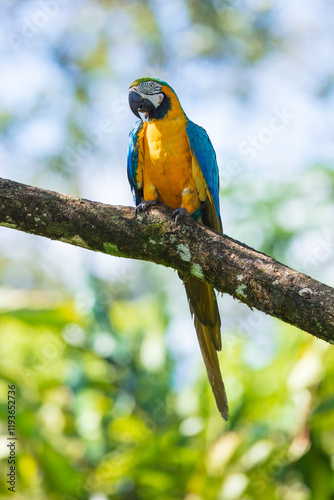 Blue and yellow macaw (Ara ararauna), also known as the Blue-and-gold Macaw sitting in tree.