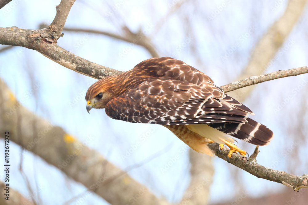 Fototapeta premium Red shouldered hawk inflight against blurry background. 