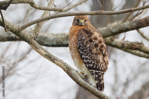 Red shouldered hawk perched in tree against blurry white background. 