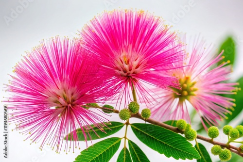 Pink Fairy Duster Flower (Calliandra eriophylla) on White Background - Exotic Tropical Plant Stock Photo photo