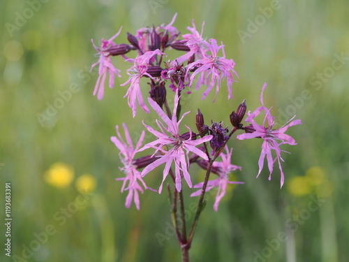 Firletka poszarpana (Silene flos-cuculi) kwitnąca wiosną na łące photo