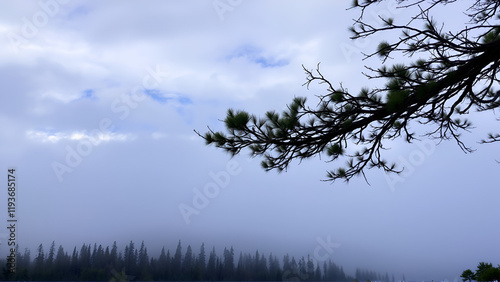 Low clouds above the Abies of a forest photo