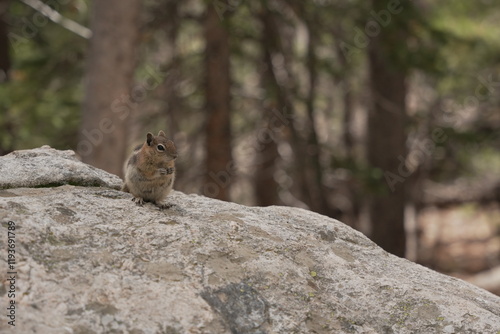 Chipmunk on a rock