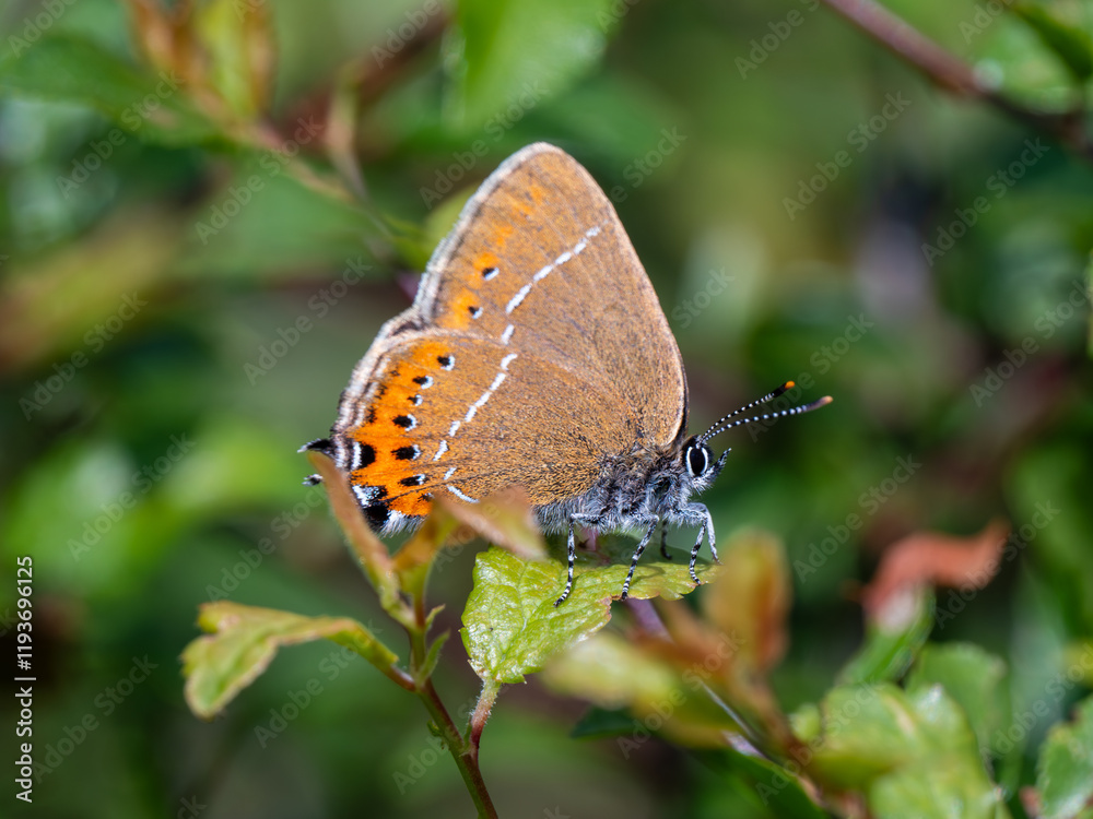 Black Hairstreak With Wings Closed Black Hairstreak With Wings Closed