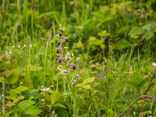 A Bee Orchid in a Meadow