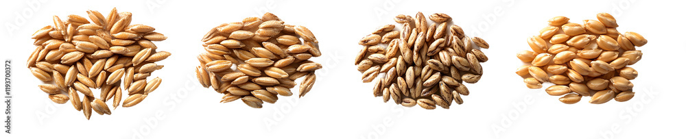 Collection of Grains, Wheat, Barley, Spelt, Isolated on White Background Collection of Grains, Wheat, Barley, Spelt, Isolated on White Background