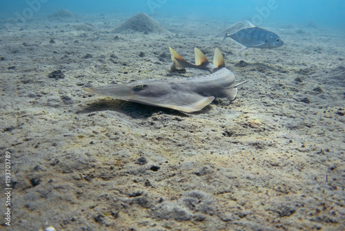 Halavi guitarfish underwater. Shovelnose ray, guitar shark. photo