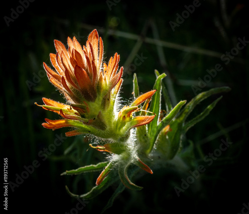 Wavyleaf Paintbrush (Castilleja applegatei) photo