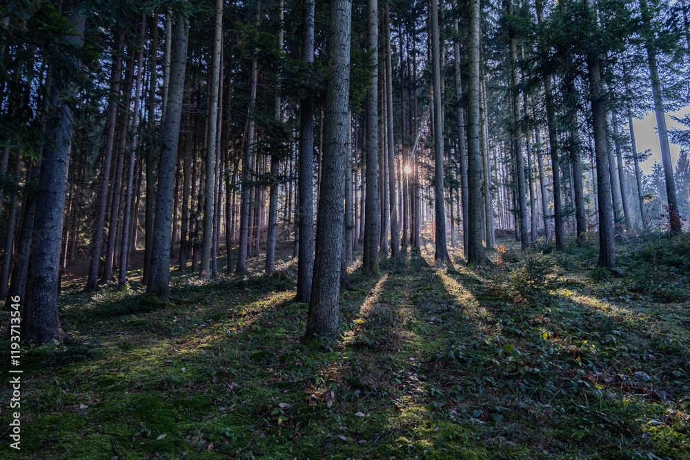 Fototapeta premium Sun shining through the forest
