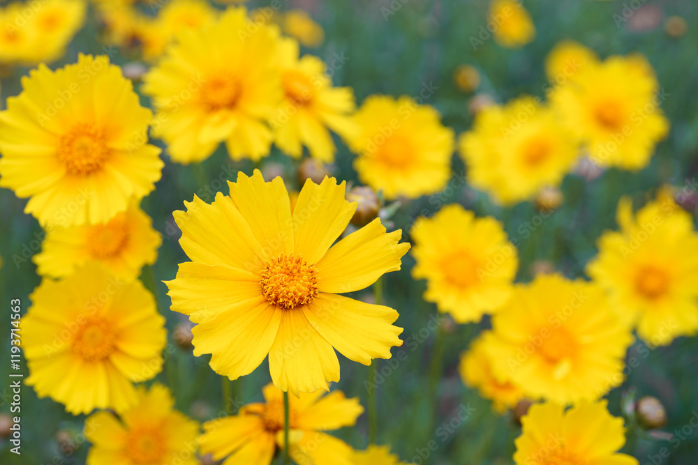 Coreopsis lanceolata, Lanceleaf Tickseed or Maiden eye on meadow, field blooming in summer. Nature, plant, floral background. Yellow flower lance leaved Coreopsis in bloom, close up, macro, top view Coreopsis lanceolata, Lanceleaf Tickseed or Maiden eye on meadow, field blooming in summer. Nature, plant, floral background. Yellow flower lance leaved Coreopsis in bloom, close up, macro, top view