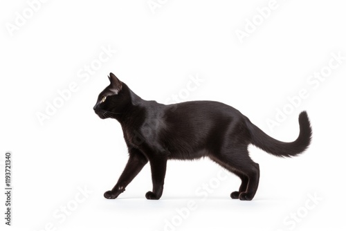 Majestic Black Cat Walking Alone - Isolated on White Background