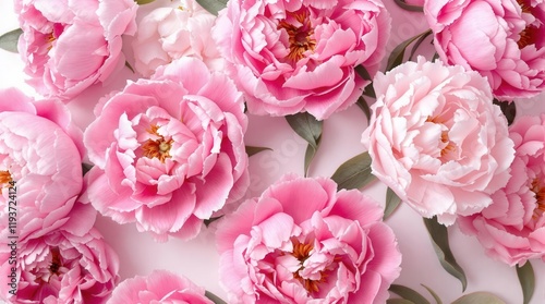 Fototapeta Naklejka Na Ścianę i Meble -  Pink peonies on the pink background