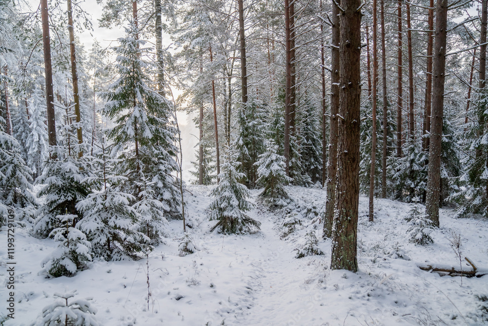 Winter wonderland forest covered in fresh snow. Winter trail through beautiful forest in northern hemisphere at northern country. Dream like snow day Winter wonderland forest covered in fresh snow. Winter trail through beautiful forest in northern hemisphere at northern country. Dream like snow day