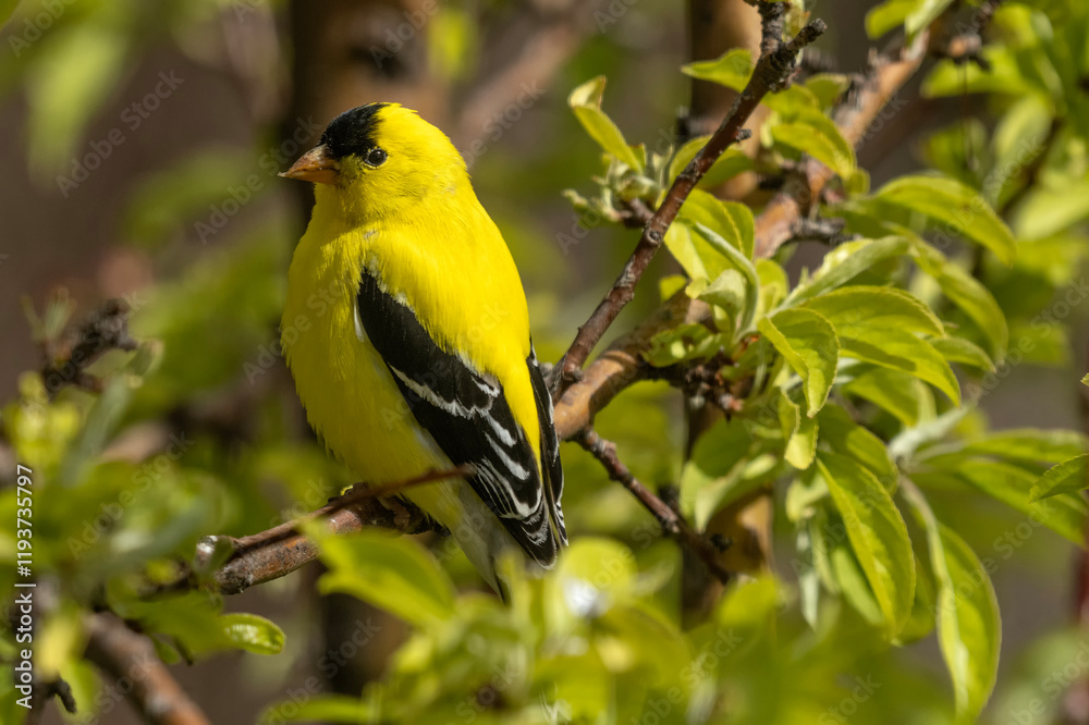 Goldfinch (Spinus tristus); Laramie, Wyoming Goldfinch (Spinus tristus); Laramie, Wyoming