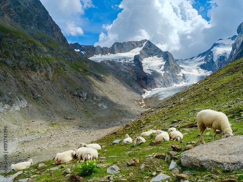 Tiroler Bergschaf (also called Pecora Alina Tirolese) on its mountain pasture (Shieling) in the Otztal Alps (Obergurgl, Hohe Mut, Gaisbergtal). Austria, Tyrol photo