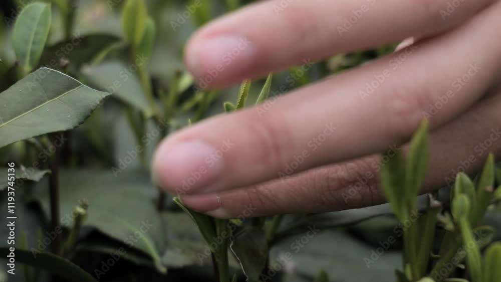 close up of Woman picking longjing tea leaves in the tea garden Hangzhou China. High quality 4k footage. High quality 4k footage close up of Woman picking longjing tea leaves in the tea garden Hangzhou China. High quality 4k footage. High quality 4k footage