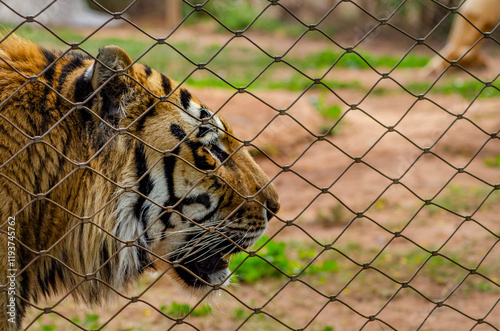 Portrait of a tiger profile face behind a fence photo