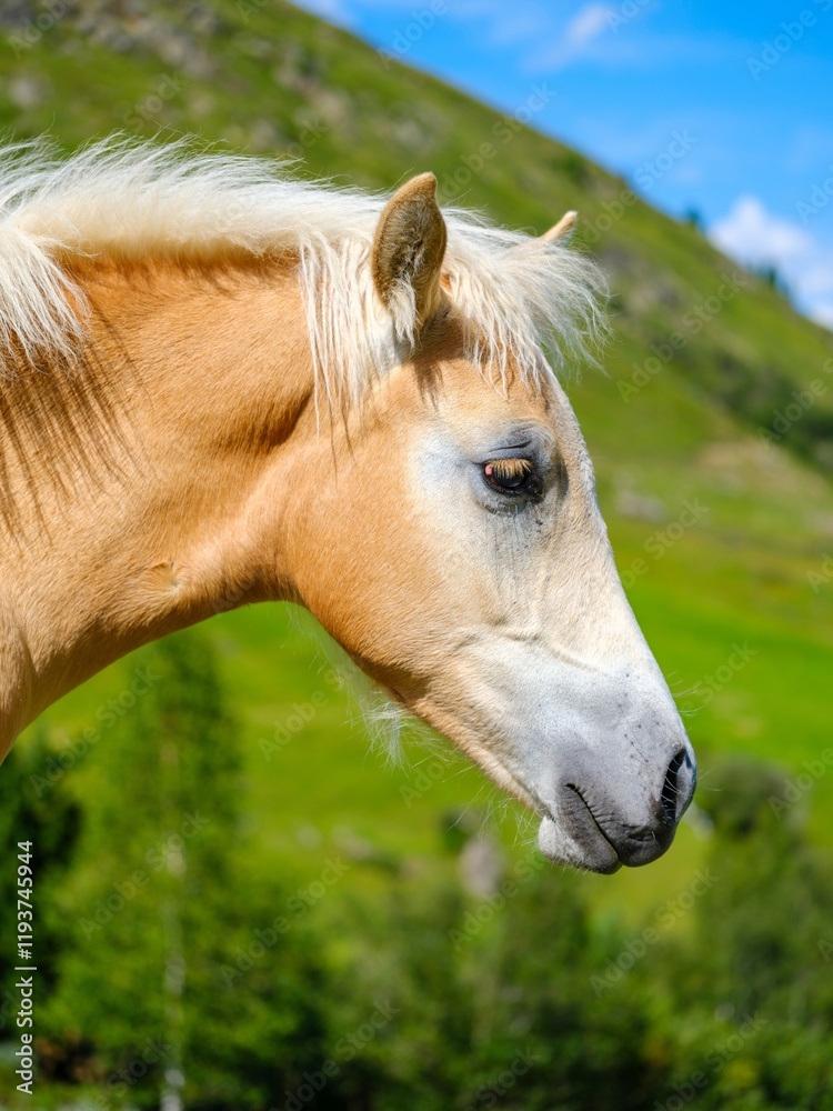 Obraz premium Haflinger horse on its mountain pasture (Shieling) in the Otztal Alps in the Rofen Valley near Vent. Austria, Tyrol