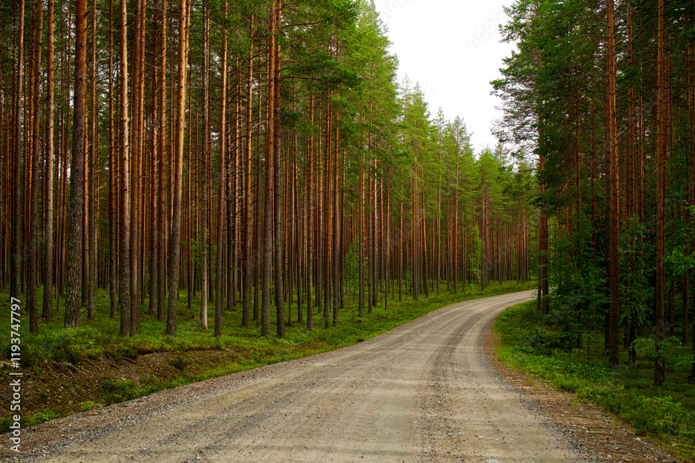 Obraz premium Finland, North Karelia, Koli National Park.