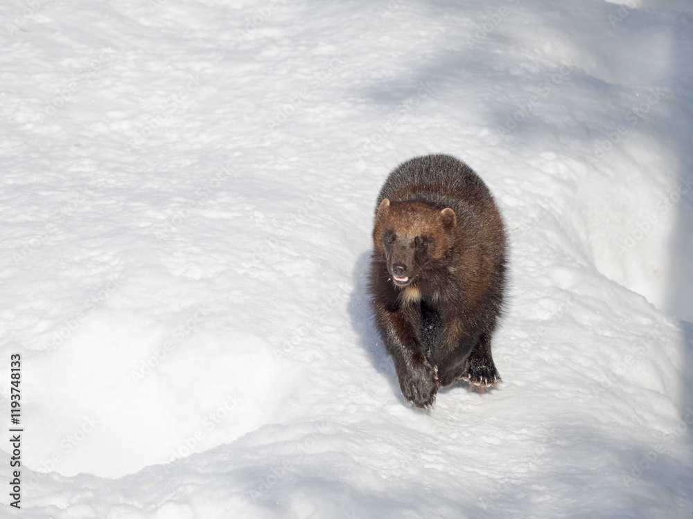 Obraz premium Wolverine during winter, Finland, Ranua Wildlife Park.