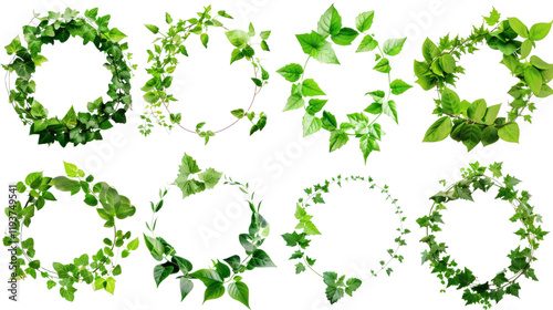 Wallpaper Mural A set of lush green leaves forming natural round frames, isolated on white background Torontodigital.ca