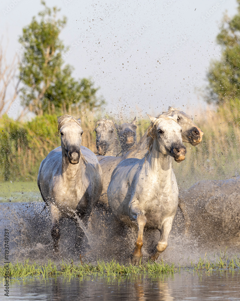 Fototapeta premium Saintes-Maries-de-la-Mer, Bouches-du-Rhone, Provence-Alpes-Cote d'Azur, France. Horses running through the marshes in the Camargue.
